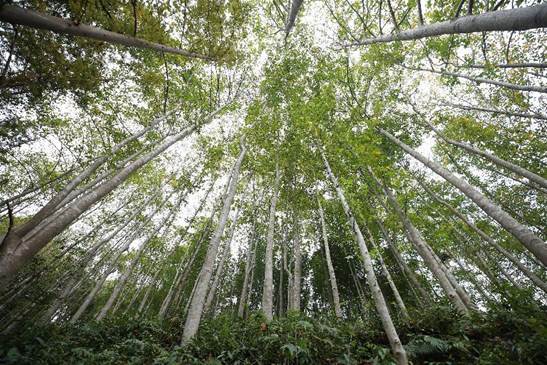 亚林中心马褂木种质资源保存林-亚林中心供图